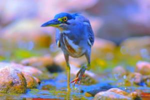 苏黎世草蜢连胜来袭，势不可挡