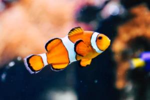 阿森纳签下实力射手，球队锋线再添磅礴力量